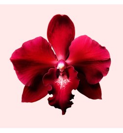 Flowerbomb Ruby Orchid - Eau de Parfum Flowerbomb Ruby Orchid - Eau de Parfum